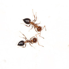 ants on a white wall. close