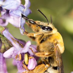 bee on a flower lilac. close
