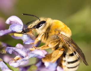 bee on a flower lilac. close