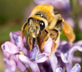 bee on a flower lilac. close