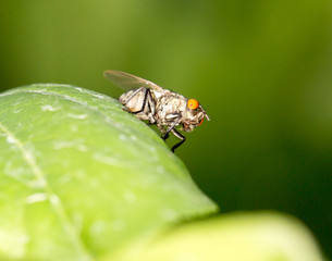 fly in nature. marco