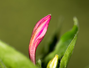 red flower in nature