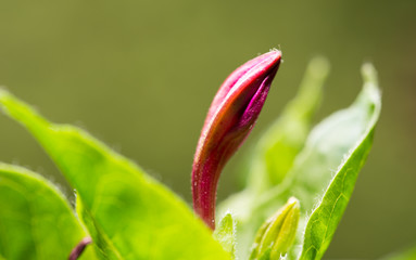 red flower in nature