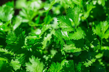 fresh green parsley