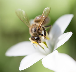 bee on a flower snowdrop. close