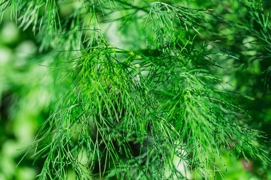 Closeup of green dilll plant