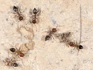 ants. close