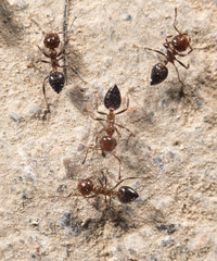 ants. close