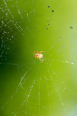 water droplets on a spider web in nature