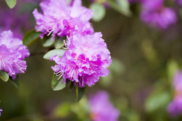 Obraz premium Rhododendron bloom in spring. Beautiful picture.
