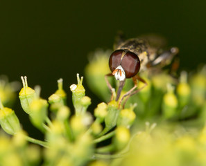 fly in nature. marco