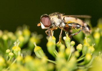 fly in nature. marco