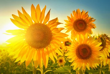 Vlies Fototapete Sonnenblume Sonnenblumen