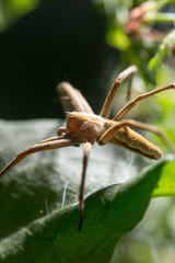 Spider in nature. marco