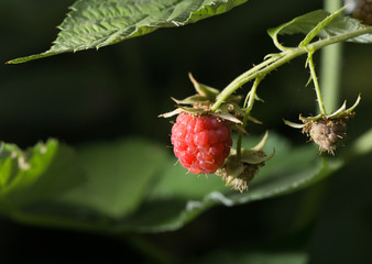 raspberries in the garden in nature