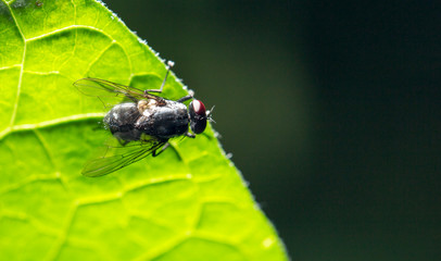 fly in nature. marco