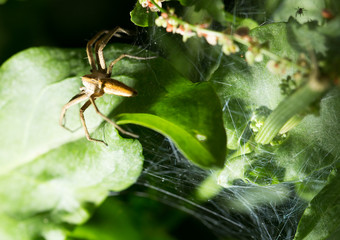 Spider in nature. marco