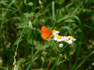 Butterfly on a thistle