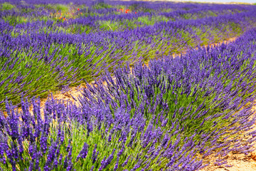 Obraz na płótnie Canvas blue lavender