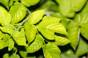 raspberry leaves after rain