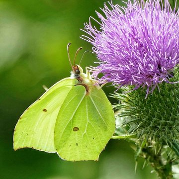 Schmetterling an Distel