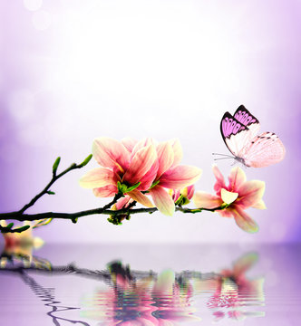 Butterfly and flower magnolia