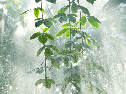 Fototapeta rain forest water splashes