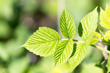 Beautiful branch with green leaves of raspberry