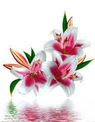 lily flowers isolated on white background