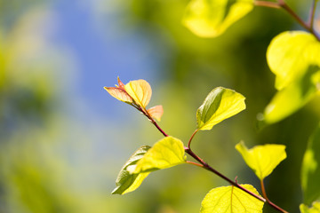 Beautiful branch of a tree with green leaves