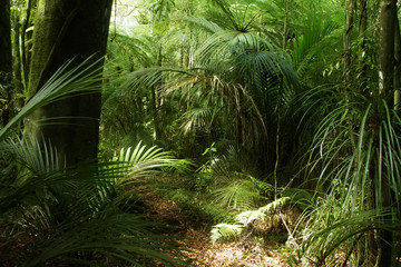 Green tropical rain forest jungle
