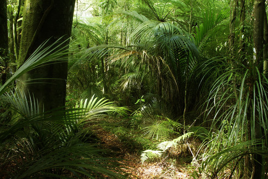 Fototapeta Green tropical rain forest jungle