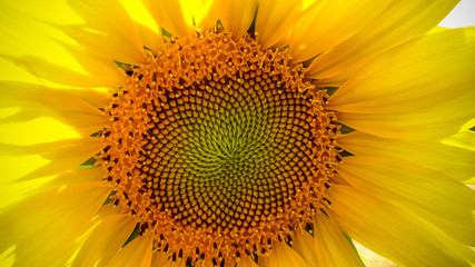 Sunflower close-up with copy space