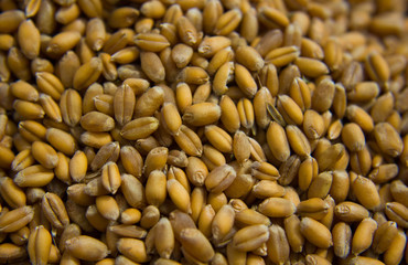 Closeup of grains of wheat
