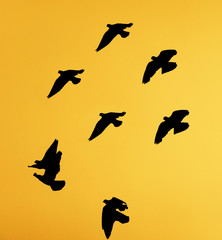 silhouette dove on a background of a sunset