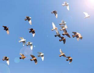 Obraz premium flock of pigeons on blue sky