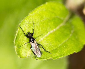 black fly on a green leaf. close-up