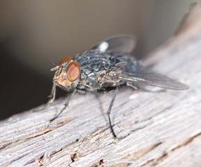 House fly close up