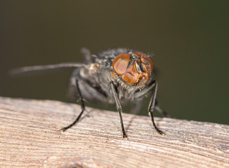 House fly close up