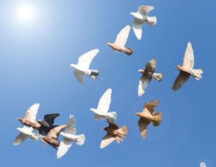 flock of pigeons on blue sky