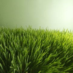 Fresh green grass