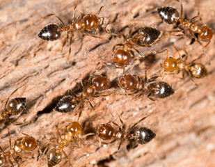 ants on wood. close-up