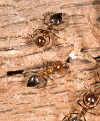ants on wood. close-up