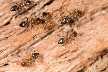 ants on wood. close-up