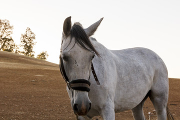 Fototapeta premium Primer plano de caballos y yeguas