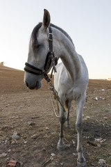 Primer plano de caballos y yeguas