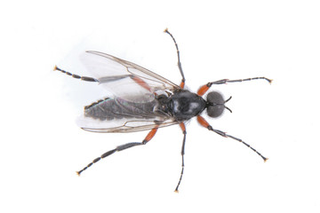 Fly with long foots on a white background