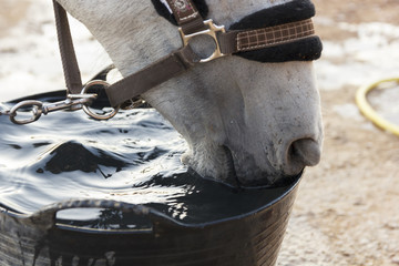 Primer plano de caballo bebiendo. Caballo bebiendo en verano. Caballo bebiendo de un esportón en...