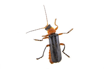 Soldier beetle on a white background