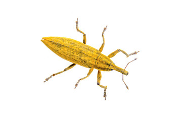 Yellow bug on a white background